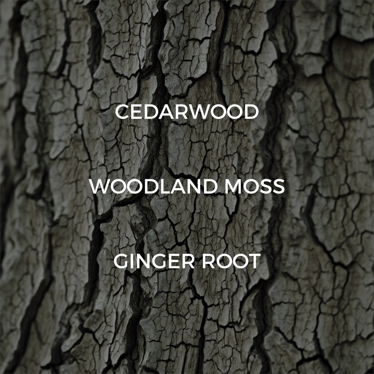 close up of tree bark with white text "cedarwood" "woodland moss" and "ginger root" overlaid.