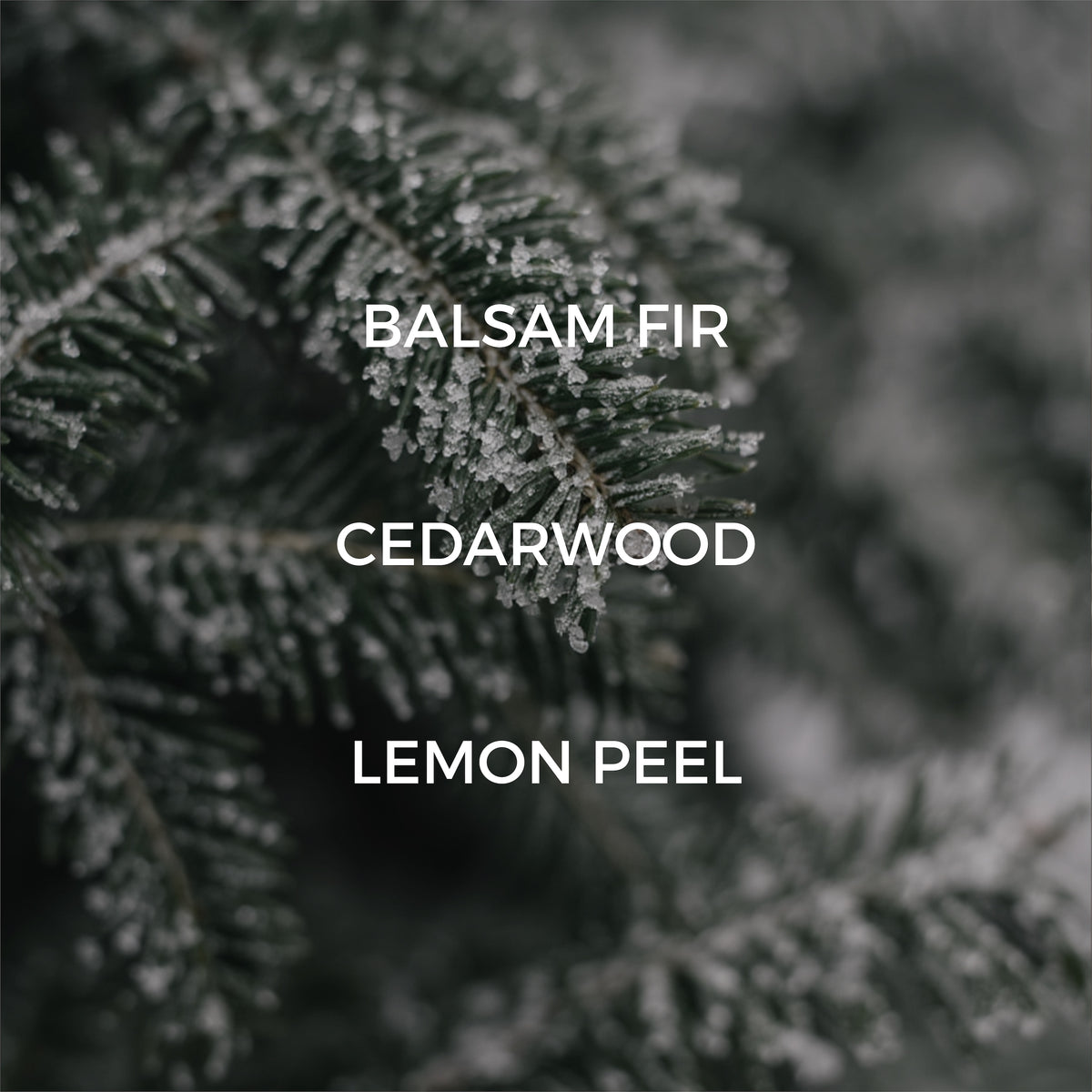 Frosty balsam fir with "balsam fir" "cedarwood" and "lemon peel" text overlay