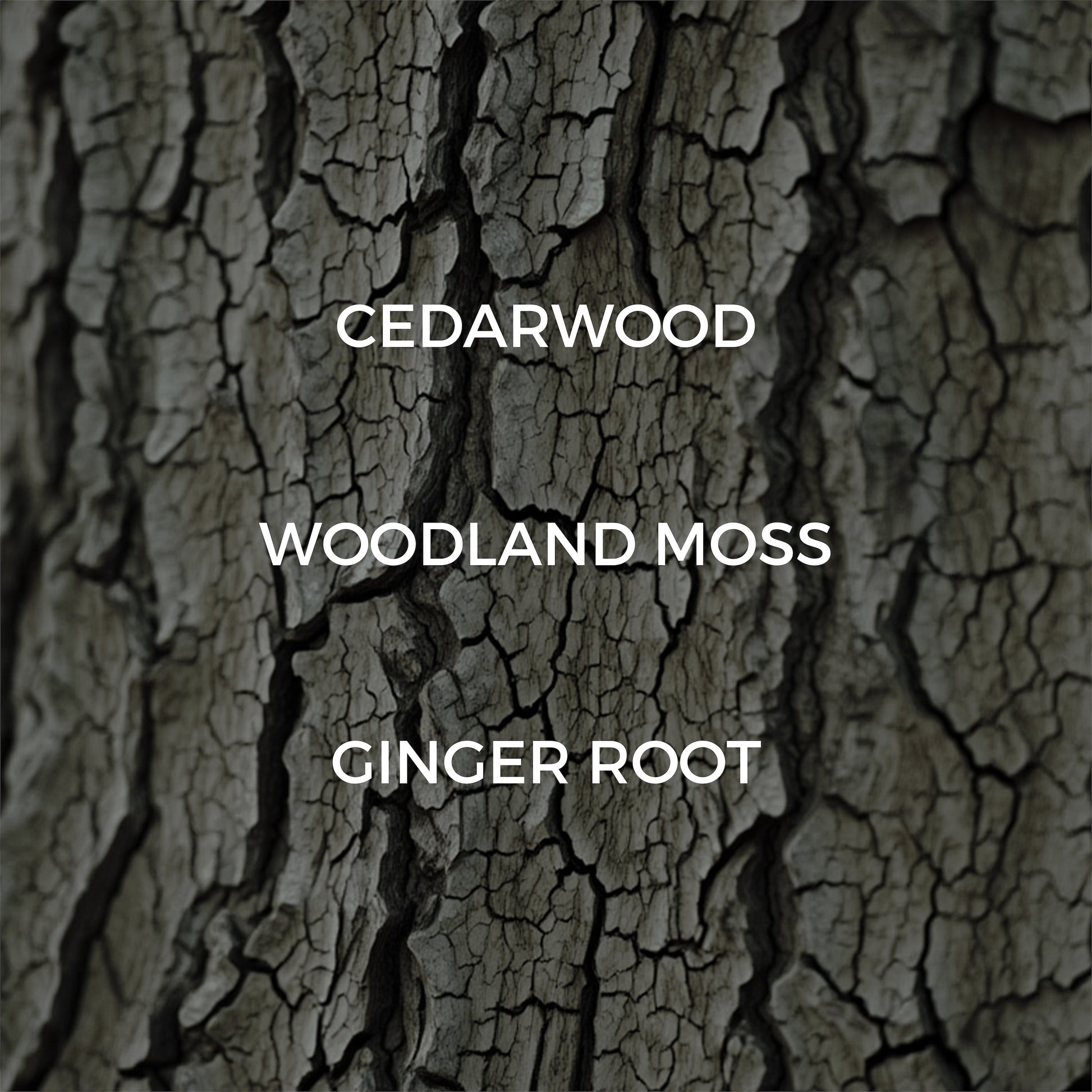 Dried Cedar + Moss Candle