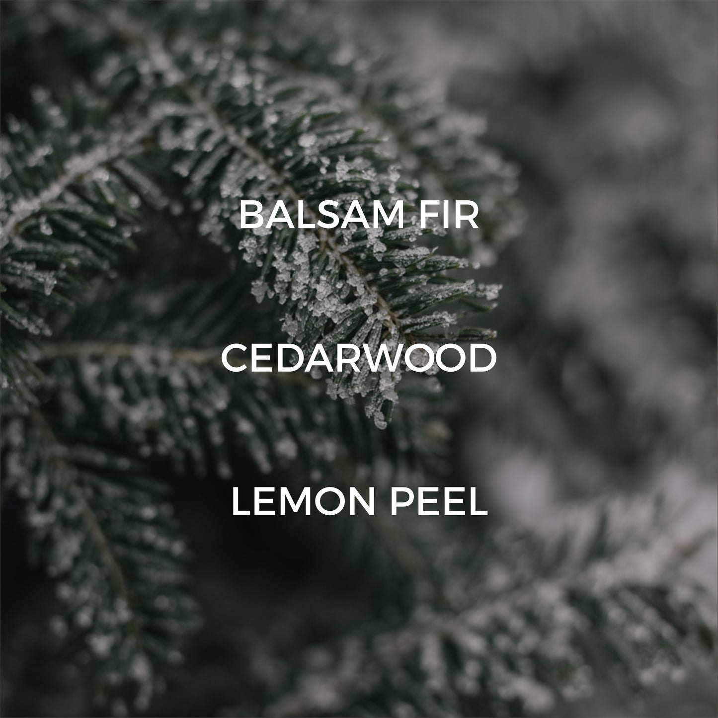 Fir Needle Candle
