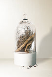 Dried Cedar + Moss Candle